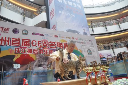 广州白云万达广场举办广州首届CFA名猫展