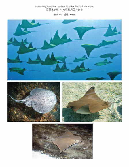美国公司汇报海洋馆设计工作 文旅院完成海洋动物初步选型