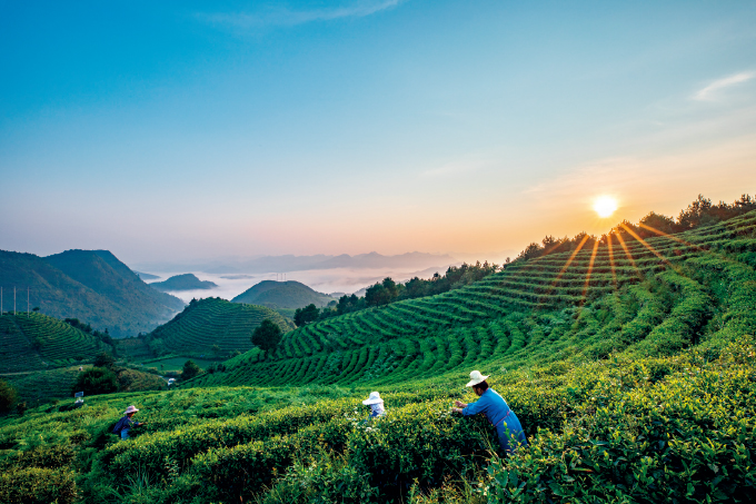 茶山图片大全唯美图片