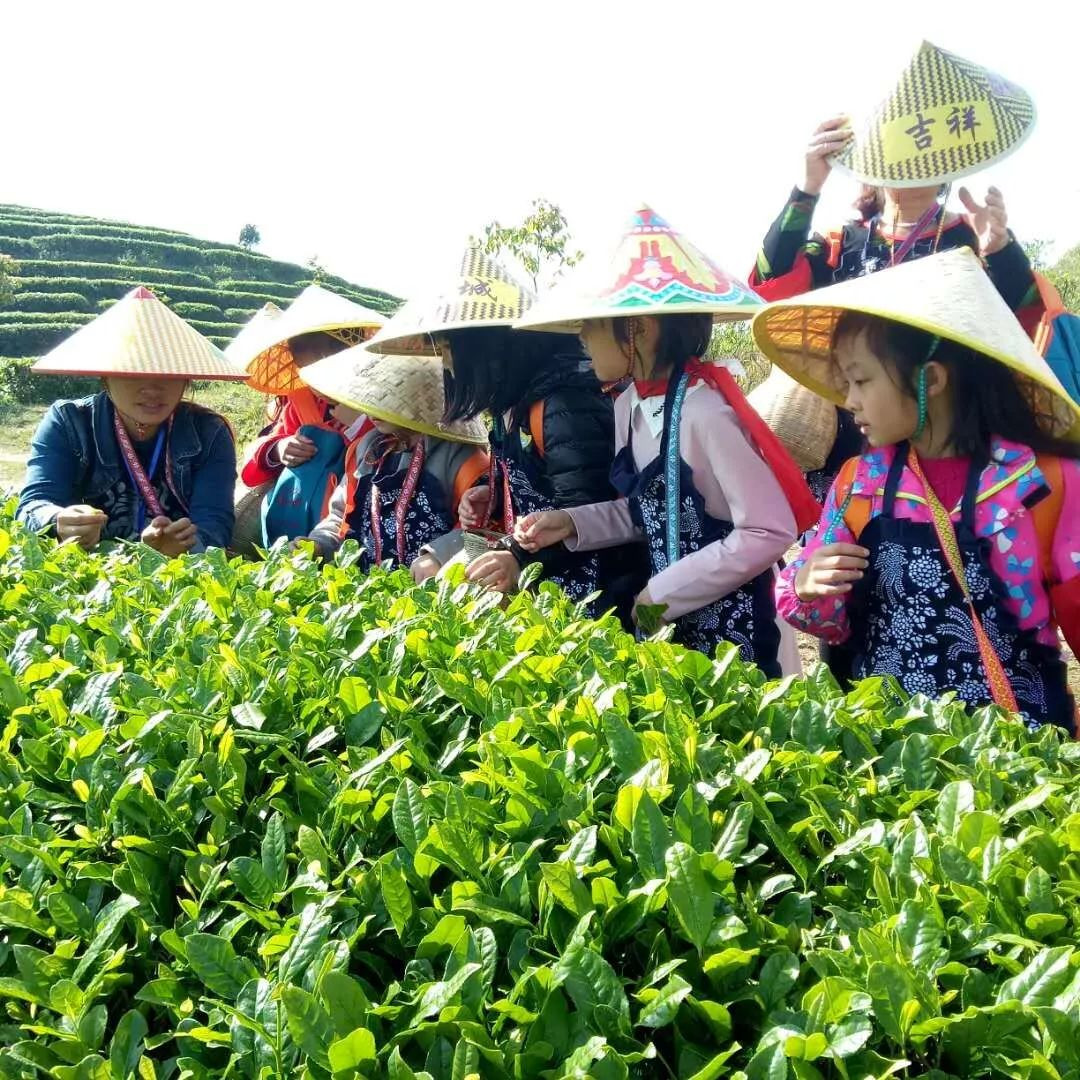 【南方網】丹寨茶園上考卷，認領一畝茶園做研學基地
