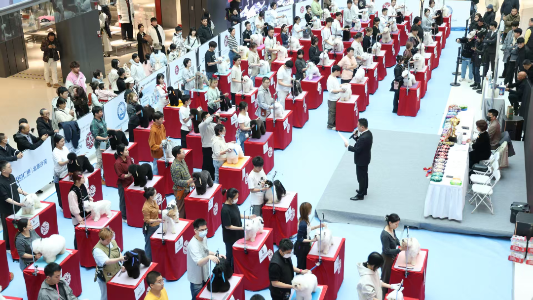 北京沙河萬達廣場開展寵物美容大賽