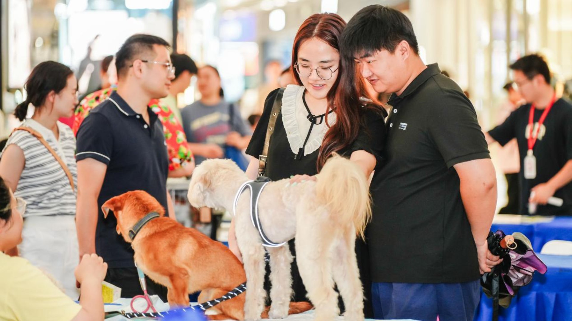 南京江宁万达广场开展宠物公益领养活动