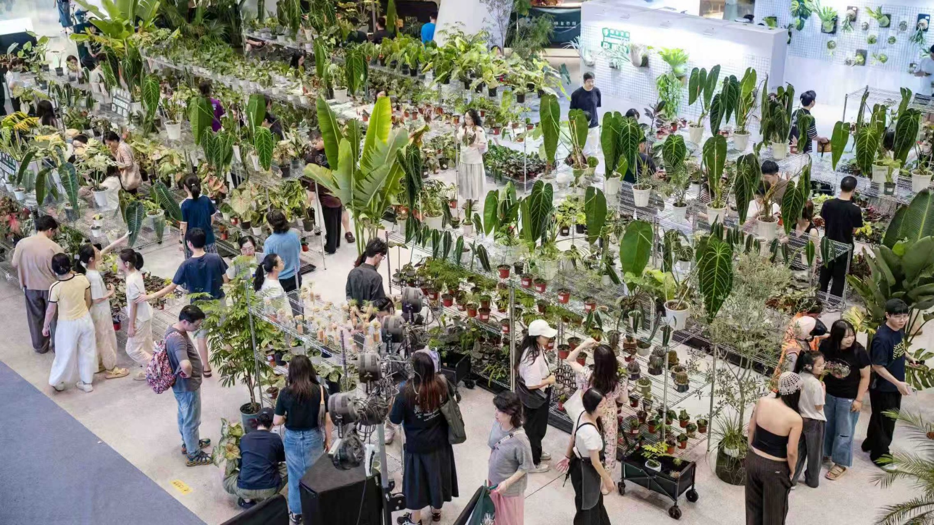 武汉汉街万达广场推出热带植物主题快闪